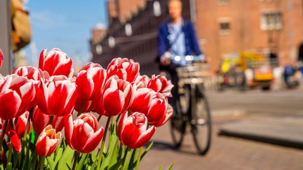 Viajar Sozinho(a): 6 Melhores Países para Começar 5 Viajarsozinho_Holanda